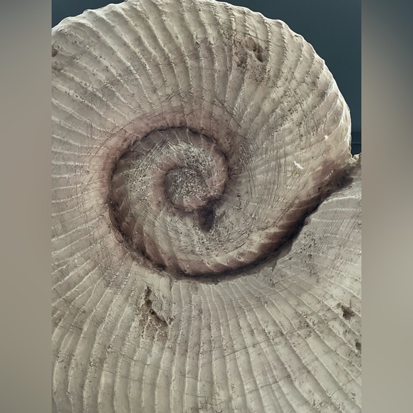 Design Toscanini Large Ammonite Fossil Sculpture On Museum Mount 18.5x18.5x4 - Picture 6 of 13